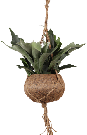 Platycerium (Herfsthoornvaren) Kokodama (S)