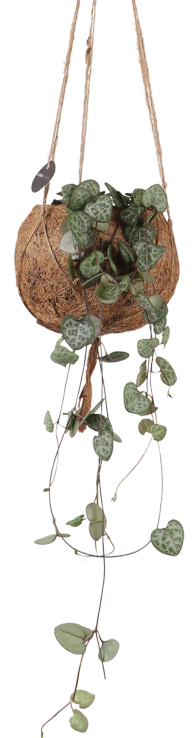 Ceropegia woodii (Chinees lantaarnplantje) Kokodama (S)