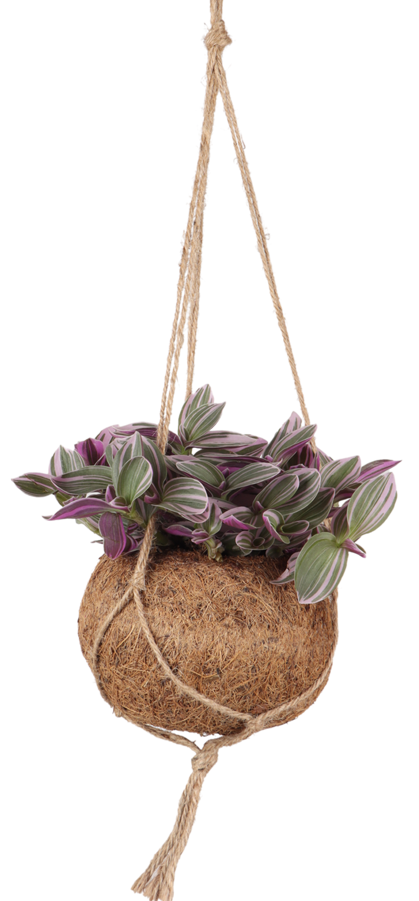 Tradescantia sweetness (Vaderplant) Kokodama (S)