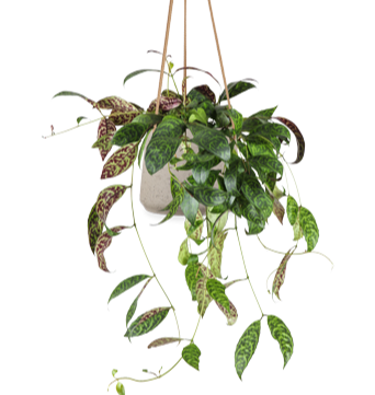 Aeschynanthus Marmoratus (Lippenstiftplant) (M)