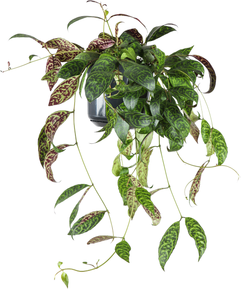Aeschynanthus Marmoratus (Lippenstiftplant) (M)