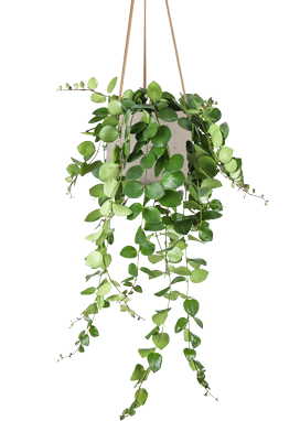 Aeschynanthus Pink Polka (Lipstickplant) (M)