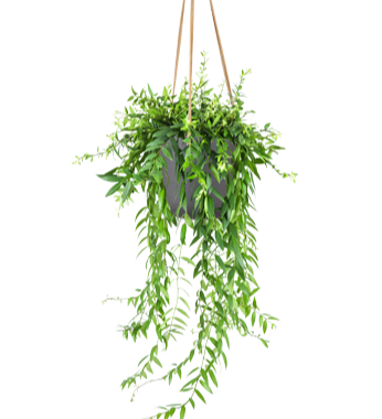 Aeschynanthus Japhrolepis (Lippenstiftplant) (M)