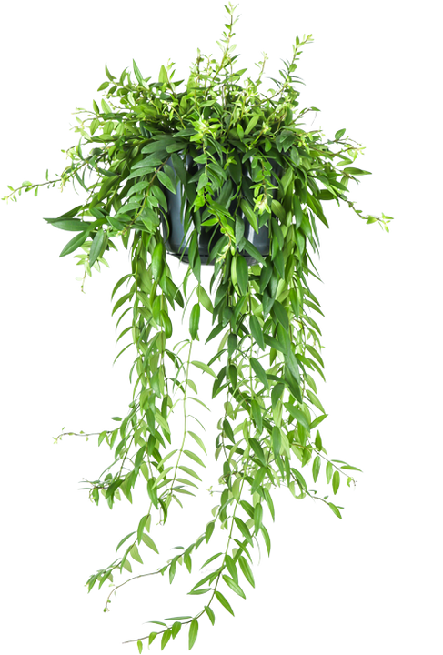 Aeschynanthus Japhrolepis (Lippenstiftplant) (M)