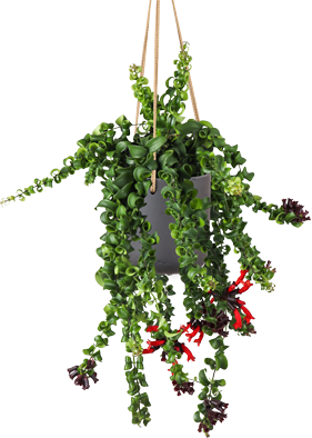 Aeschynanthus Rasta (Lipstickplant) (M)