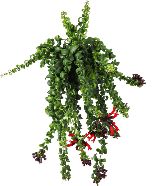 Aeschynanthus Rasta (Lipstickplant) (M)