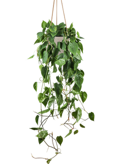 Philodendron scandens (Heartleaf philodendron) (M)