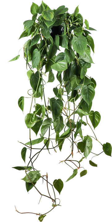 Philodendron scandens (Heartleaf philodendron) (M)