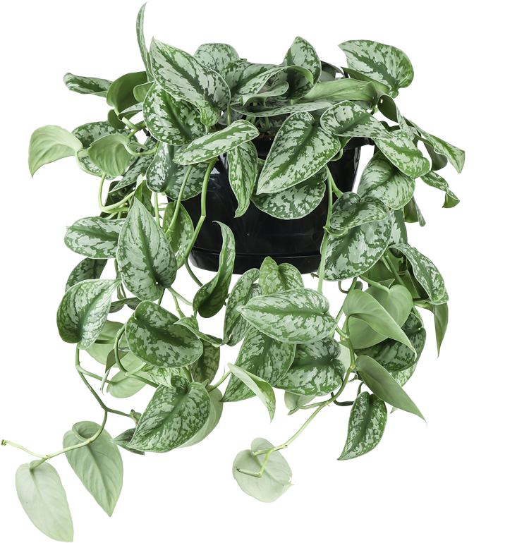 Scindapsus pictus trebie (Zilverrank) (M)