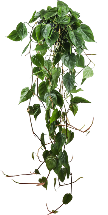 Philodendron scandens (Heartleaf philodendron)