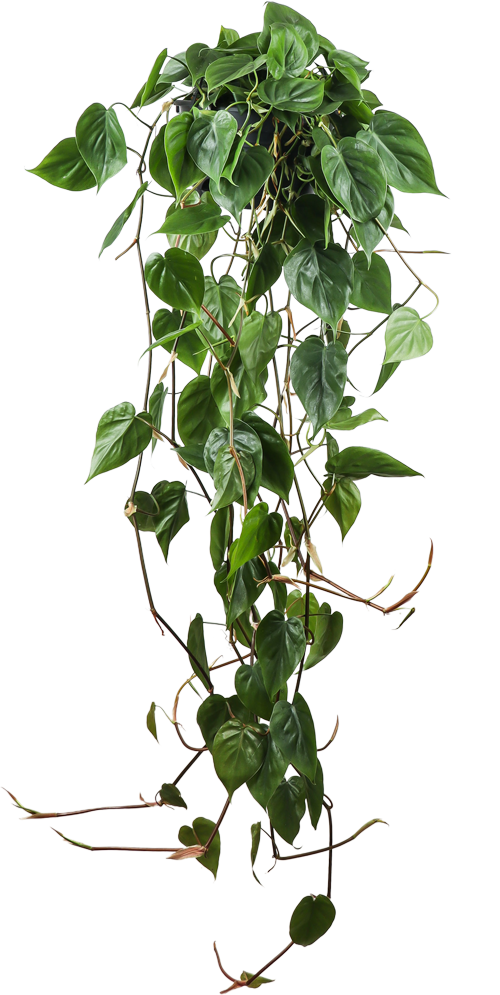 philodendron kopen Philodendron scandens (Heartleaf philodendron)