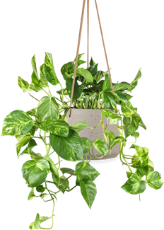 Epipremnum aureum (Drakenklimop) (M) P20