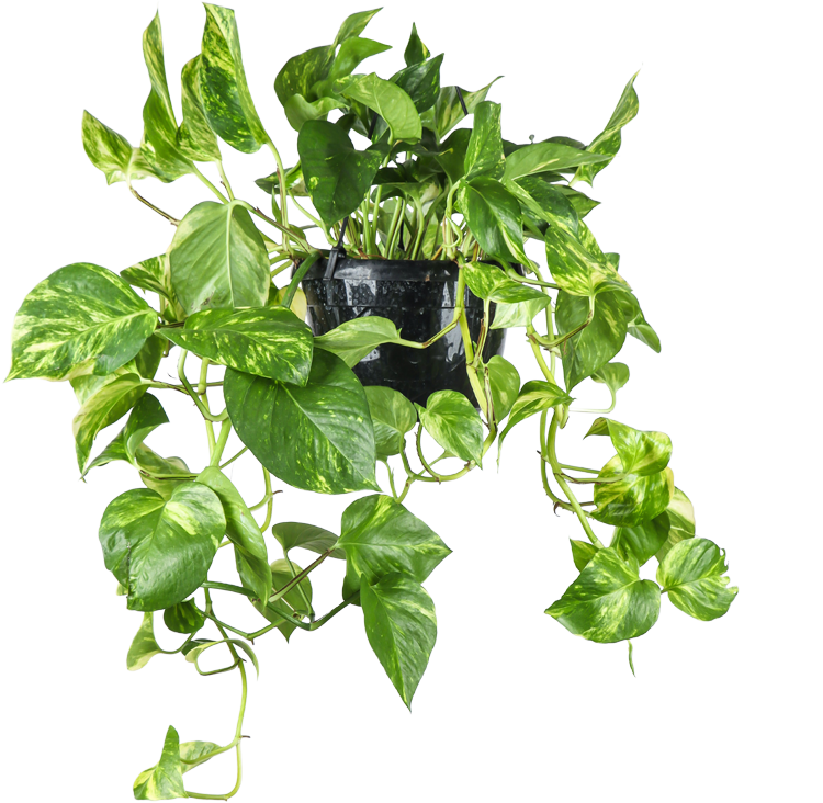 Epipremnum aureum (Drakenklimop) (M) P20