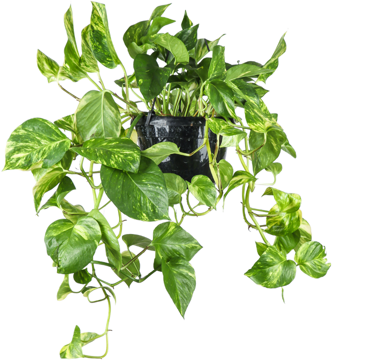 Epipremnum aureum (Drakenklimop) (M)