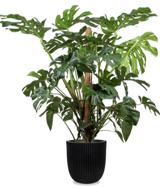 Monstera deliciosa (Gatenplant) (XL)