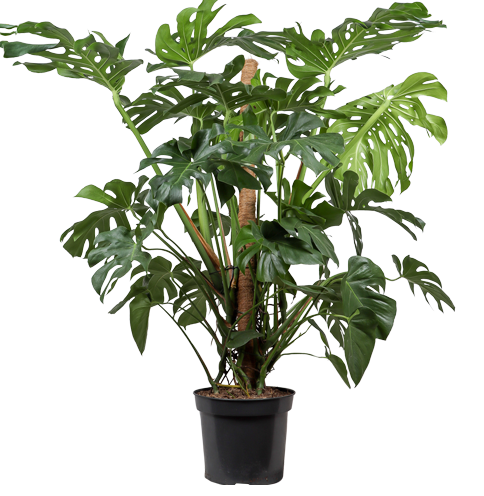 Monstera deliciosa (Gatenplant) (XL)