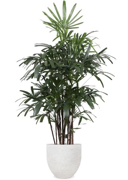 Rhapis excelsa (Stokpalm) (XL)