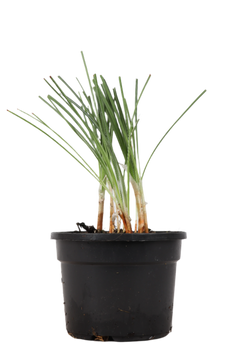 Crocus sativus (Saffraan/Saffraankrokus) – Leila