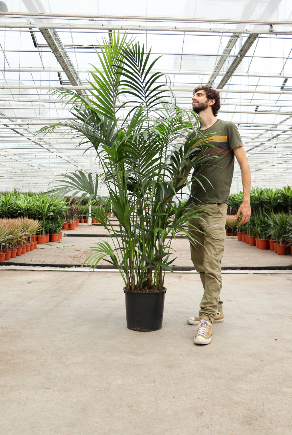 Howea forsteriana XXL (Kentiapalm) (200cm) online kopen