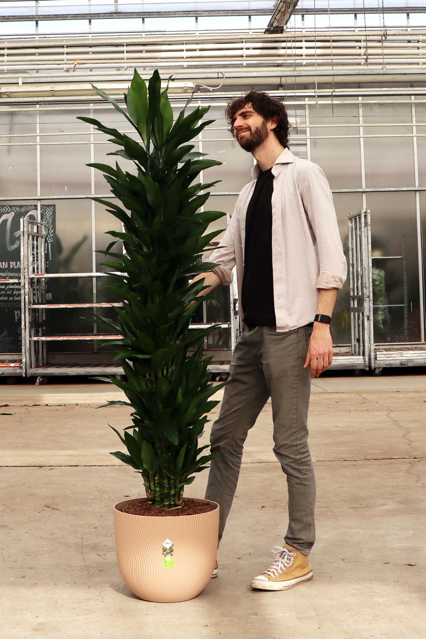 Dracaena Janet Lind (Drakenbloedboom) (XXL) inspiratie 3
