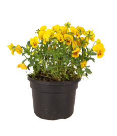 Hoornviooltje (Eetbare bloem, Viola Cornuta)