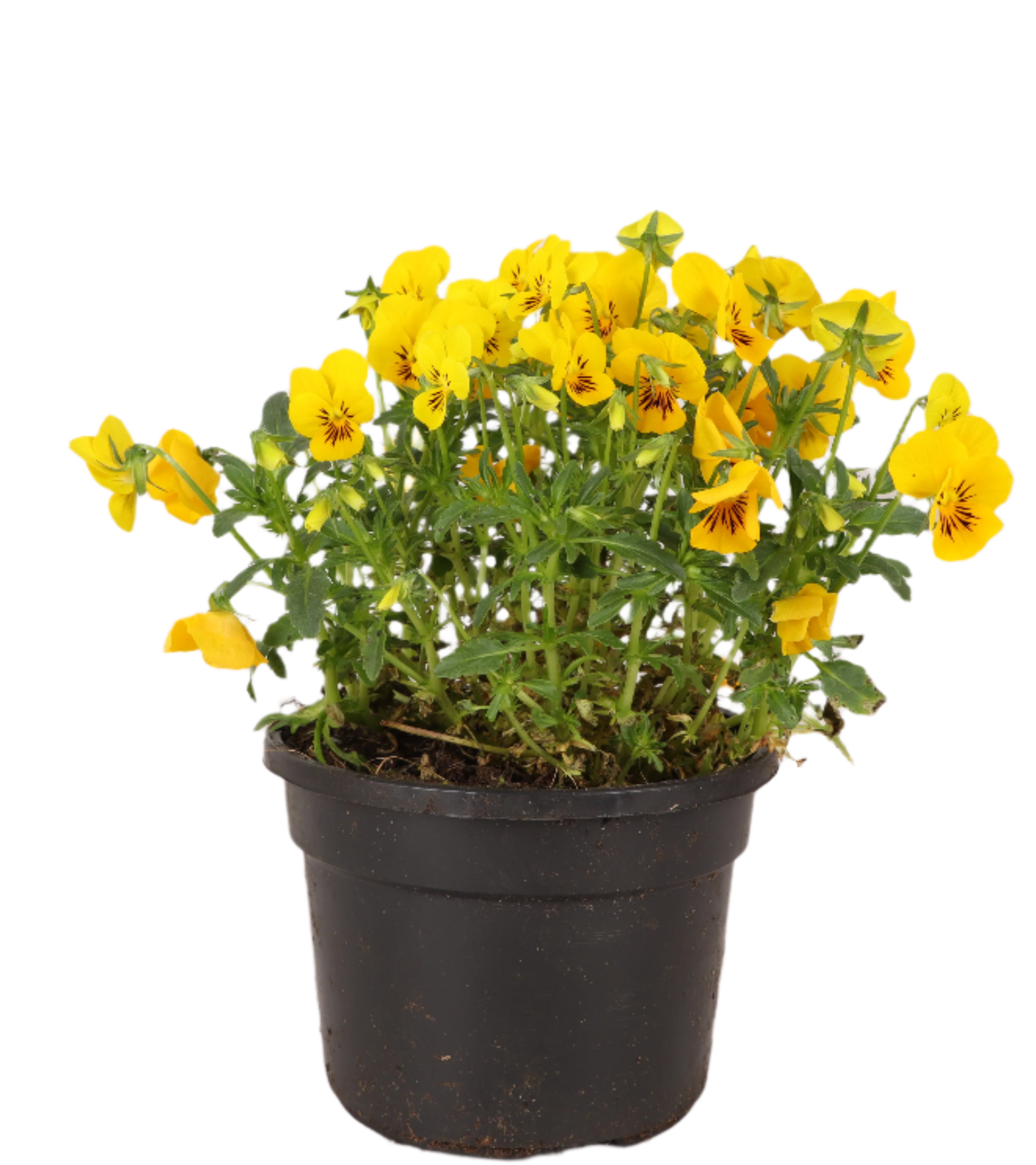 Hoornviooltje (Eetbare bloem, Viola Cornuta)