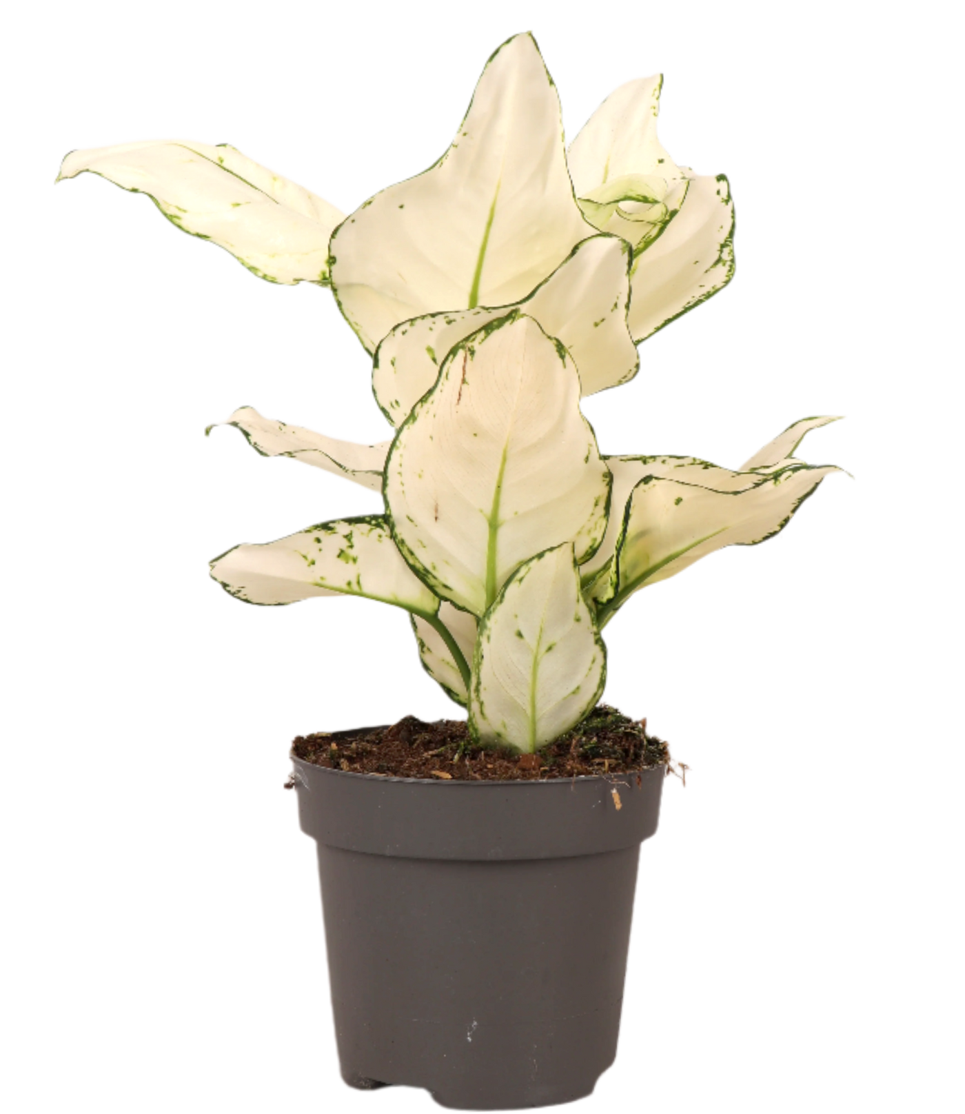 Aglaonema White Joy (S)