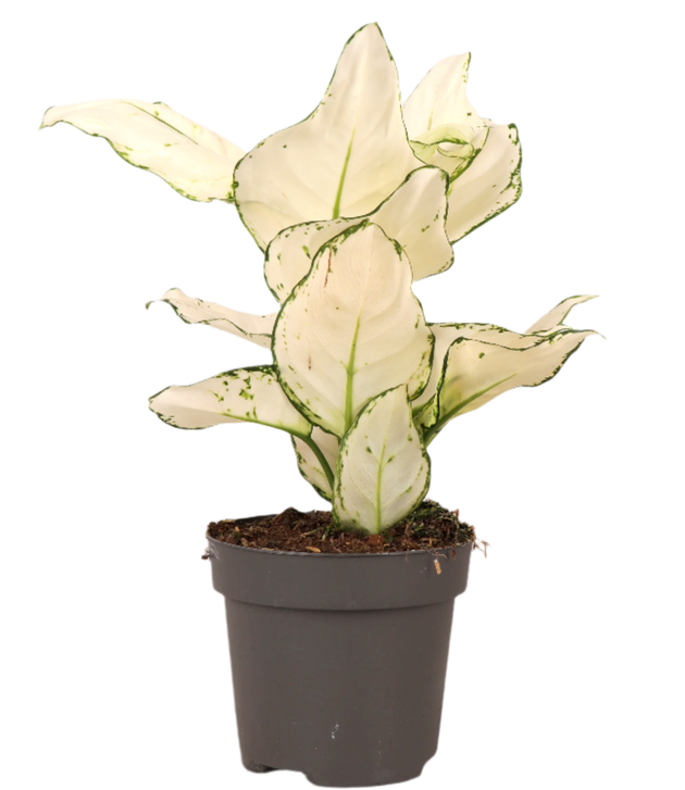 aglaonema kopen Aglaonema White Joy kopen? | Ava