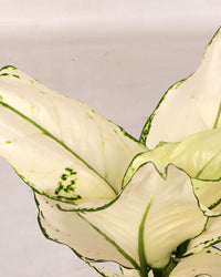 inspiratie-2