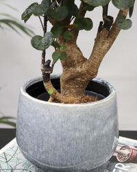Polyscias fabian bonsai (S) inspiratie 3
