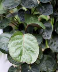 Polyscias fabian bonsai (S) inspiratie 1