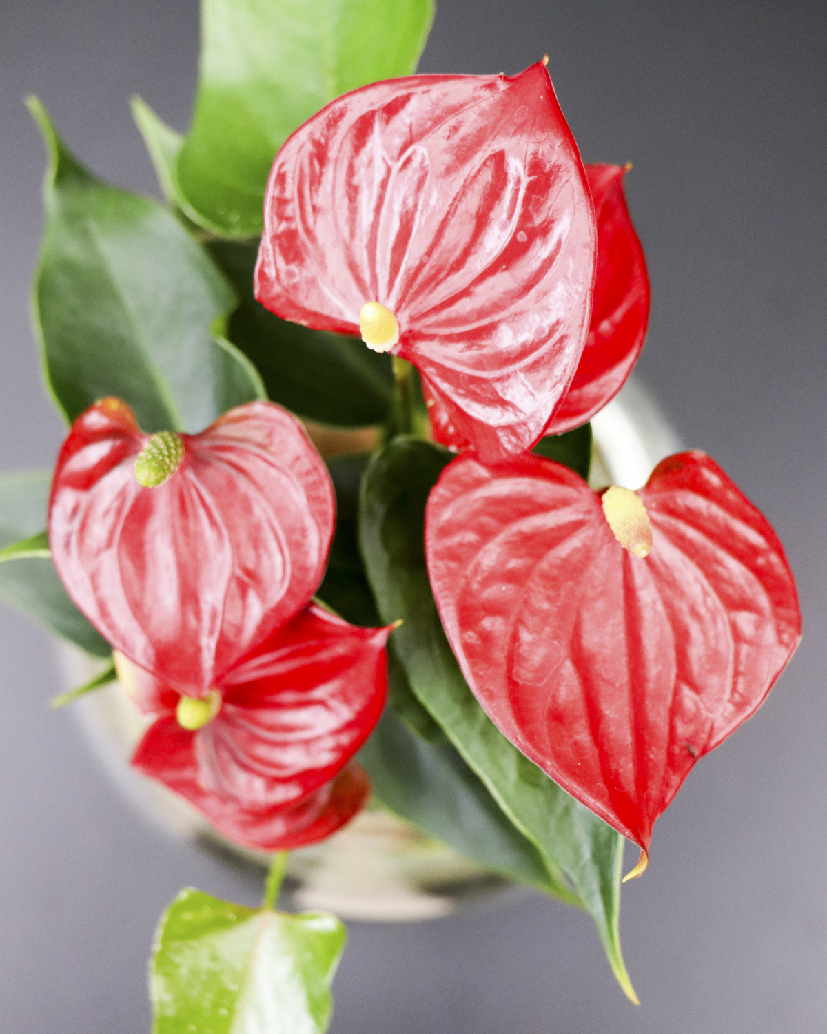 Anthurium op water inspiratie 4