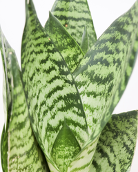 Sansevieria zeylanica (Vrouwentong) (S) inspiratie 2