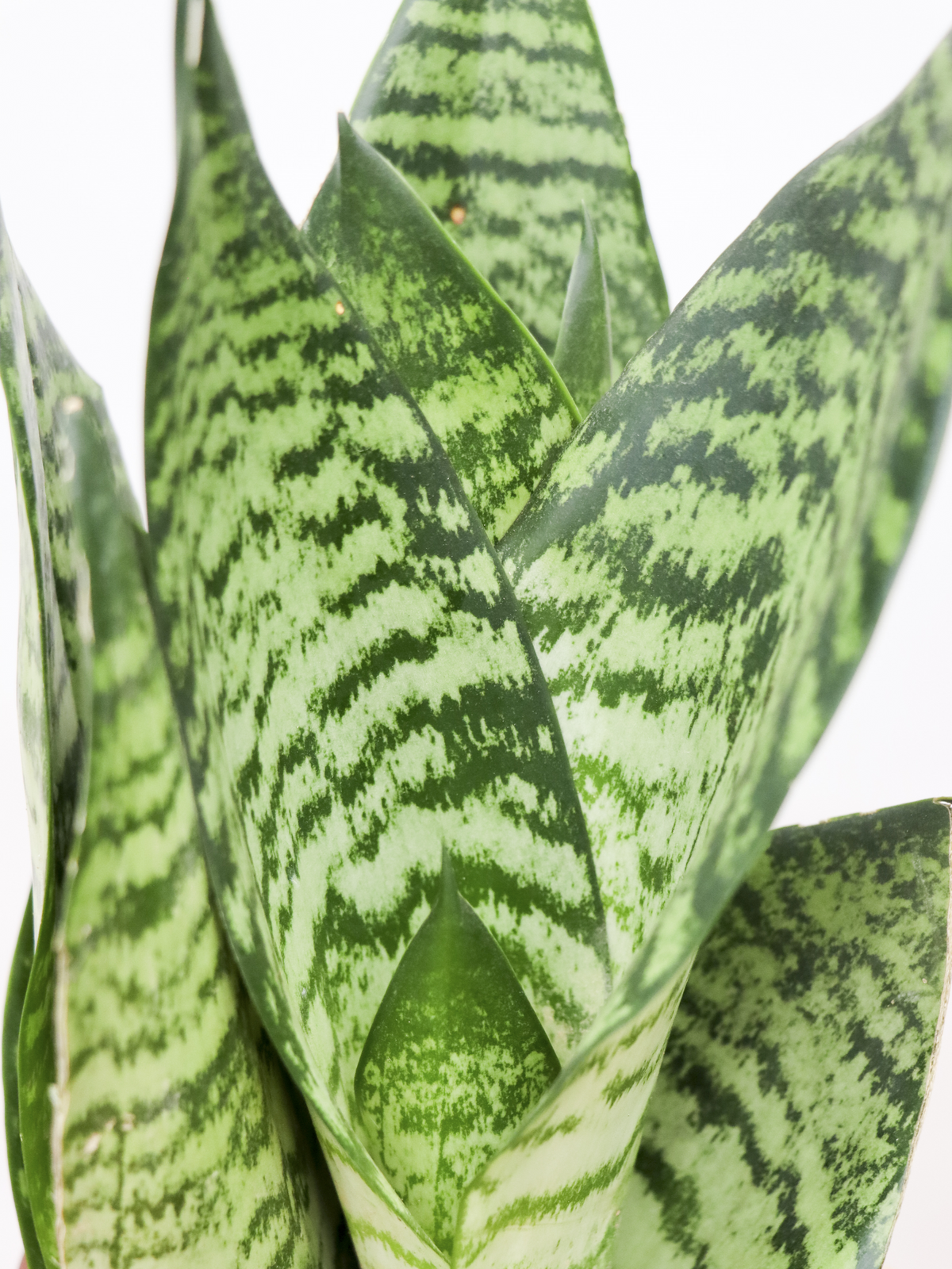 Sansevieria zeylanica (Vrouwentong) (S) inspiratie 2