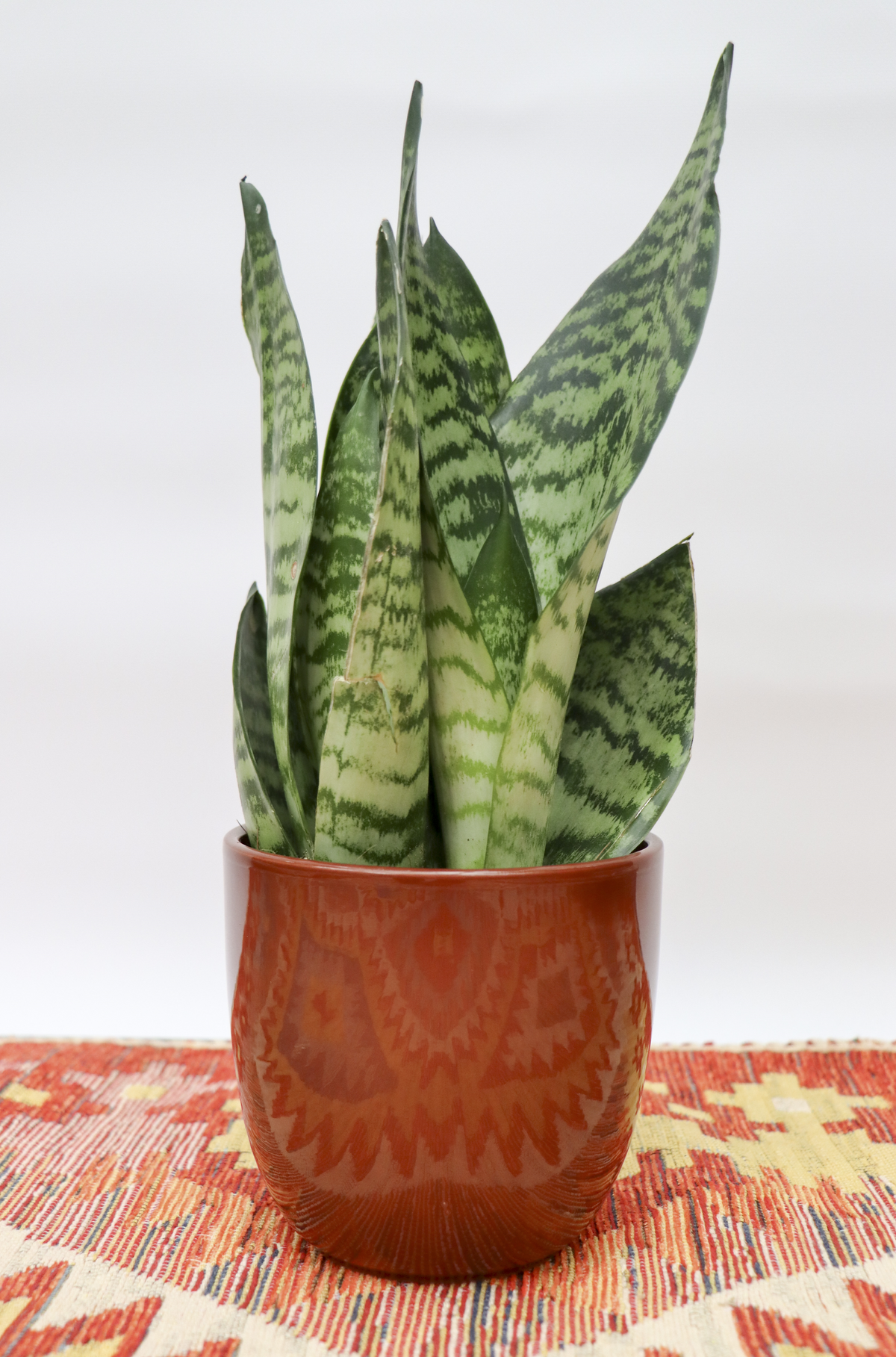 Sansevieria zeylanica (Vrouwentong) (S) inspiratie 3