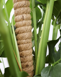Monstera deliciosa (Gatenplant) (XL) inspiratie 4