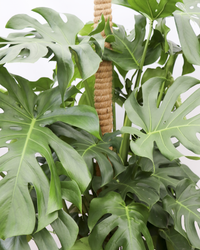 Monstera deliciosa (Gatenplant) (XL) inspiratie 5