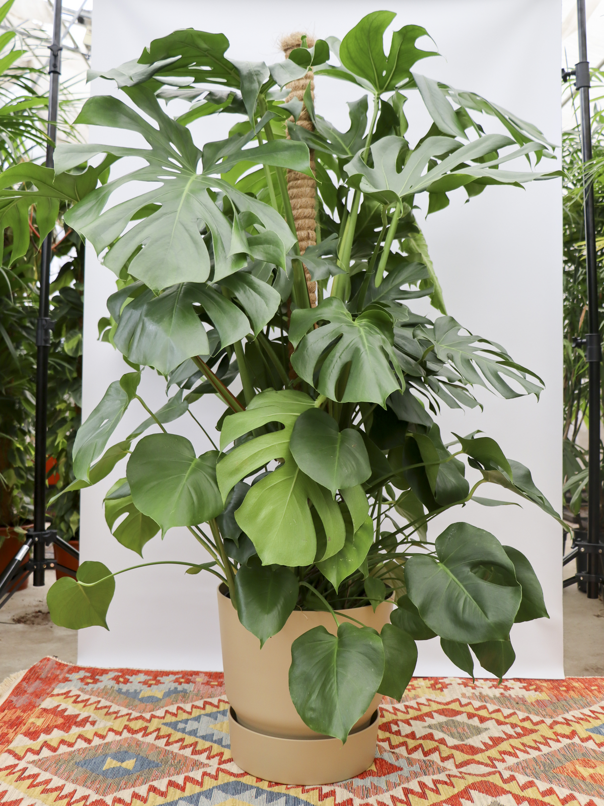 Monstera deliciosa (Gatenplant) (XL) inspiratie 1