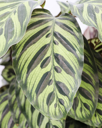 Calathea makoyana (Pauwenplant) (M) inspiratie 3
