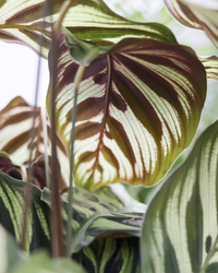 Calathea makoyana (Pauwenplant) (M) inspiratie 1