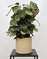 Calathea makoyana (Pauwenplant) (M) inspiratie 2