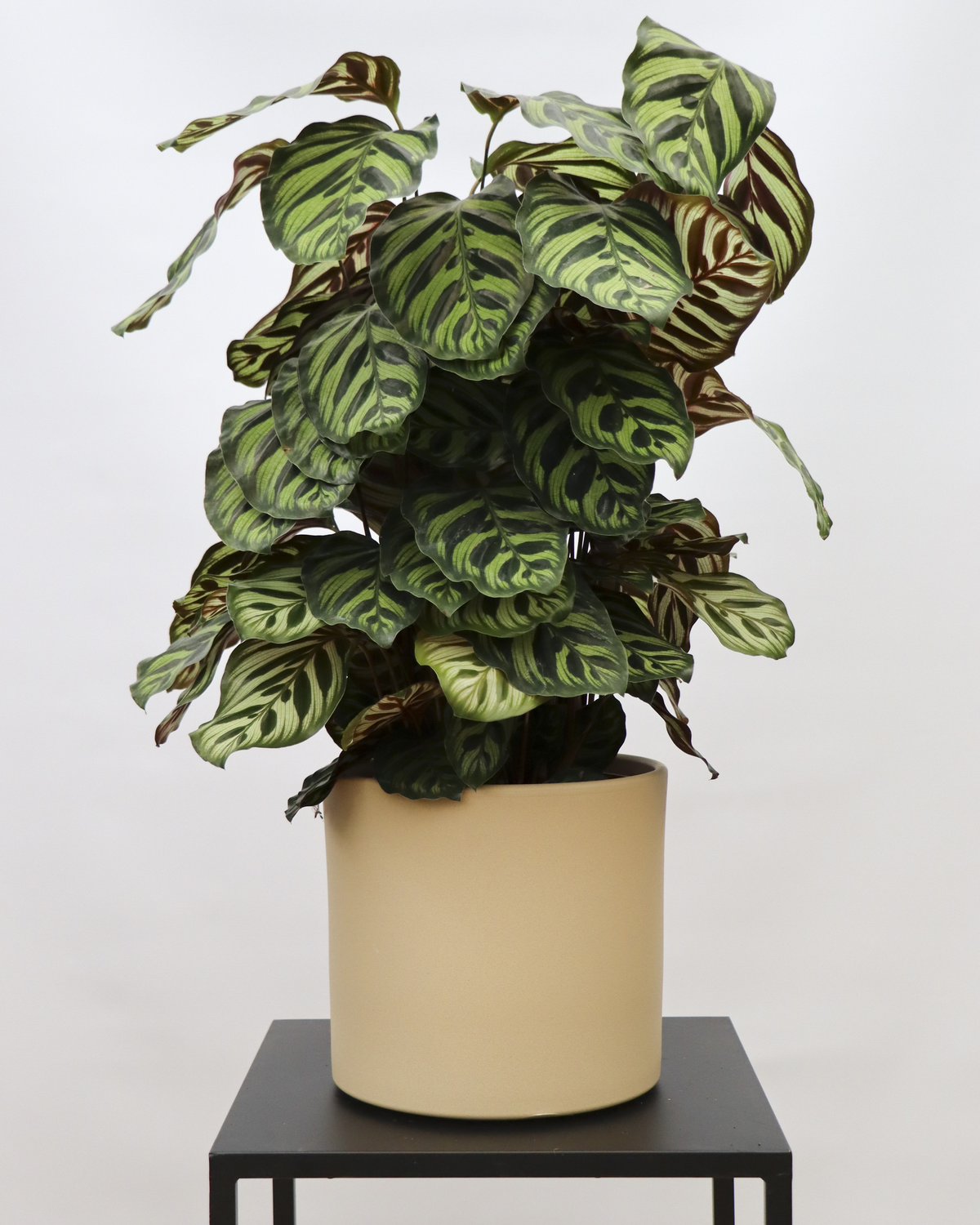 Calathea makoyana (Pauwenplant) (M) inspiratie 2