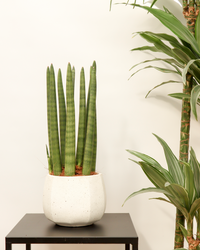 Sansevieria straight (Vrouwentong) inspiratie 1