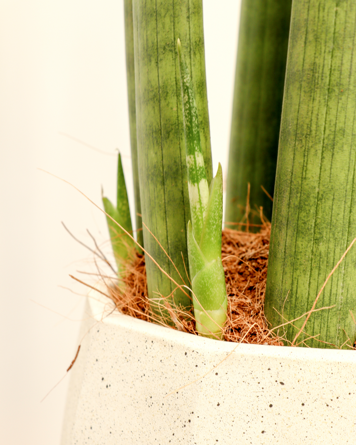 Sansevieria straight (Vrouwentong) inspiratie 2