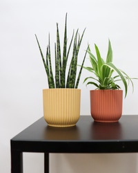 Sansevieria fernwood mikado (Vrouwentong) (XS) inspiratie 1