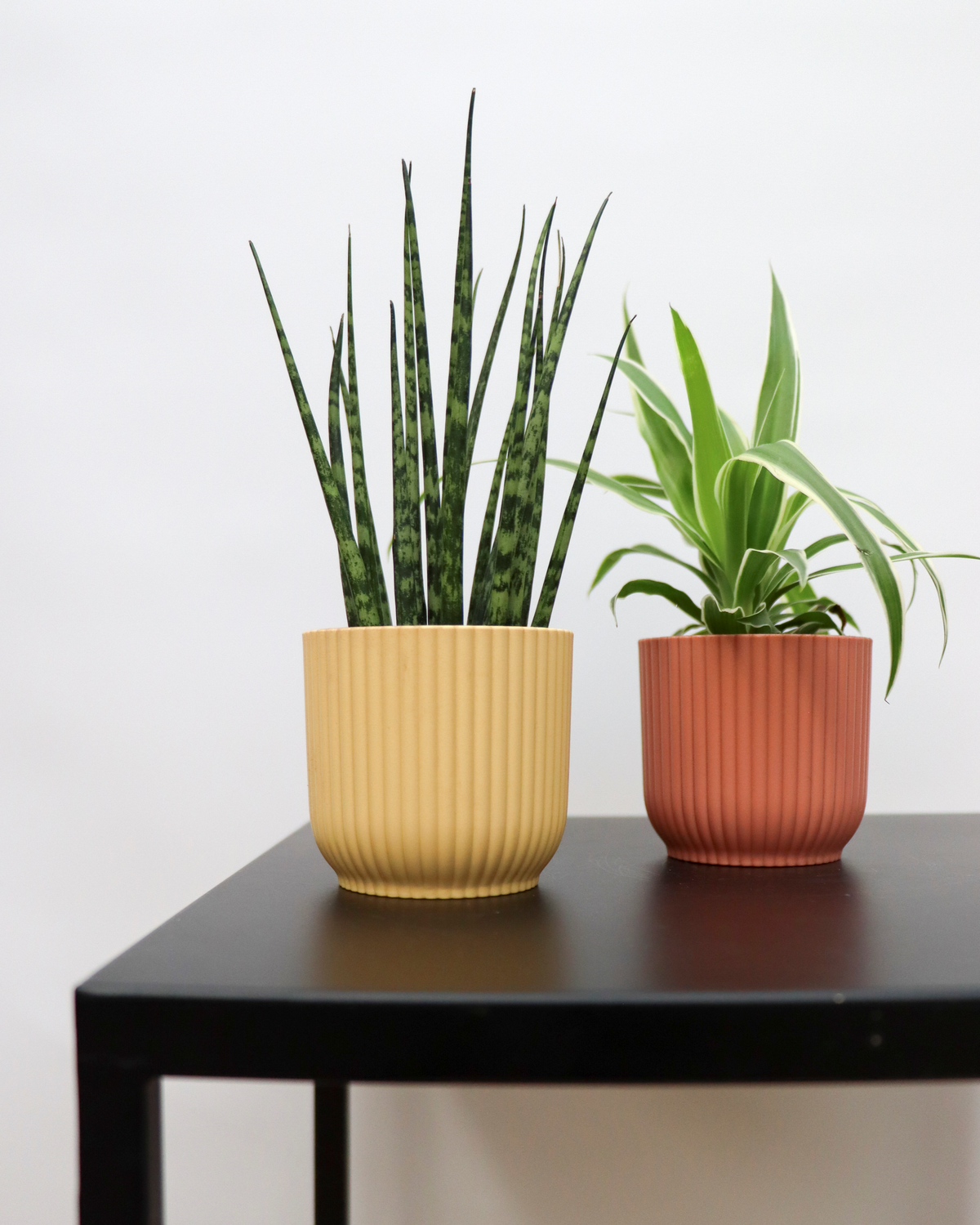 Sansevieria fernwood mikado (Vrouwentong) (XS) inspiratie 1