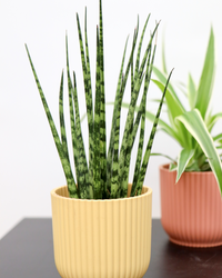 Sansevieria fernwood mikado (Vrouwentong) (XS) inspiratie 2