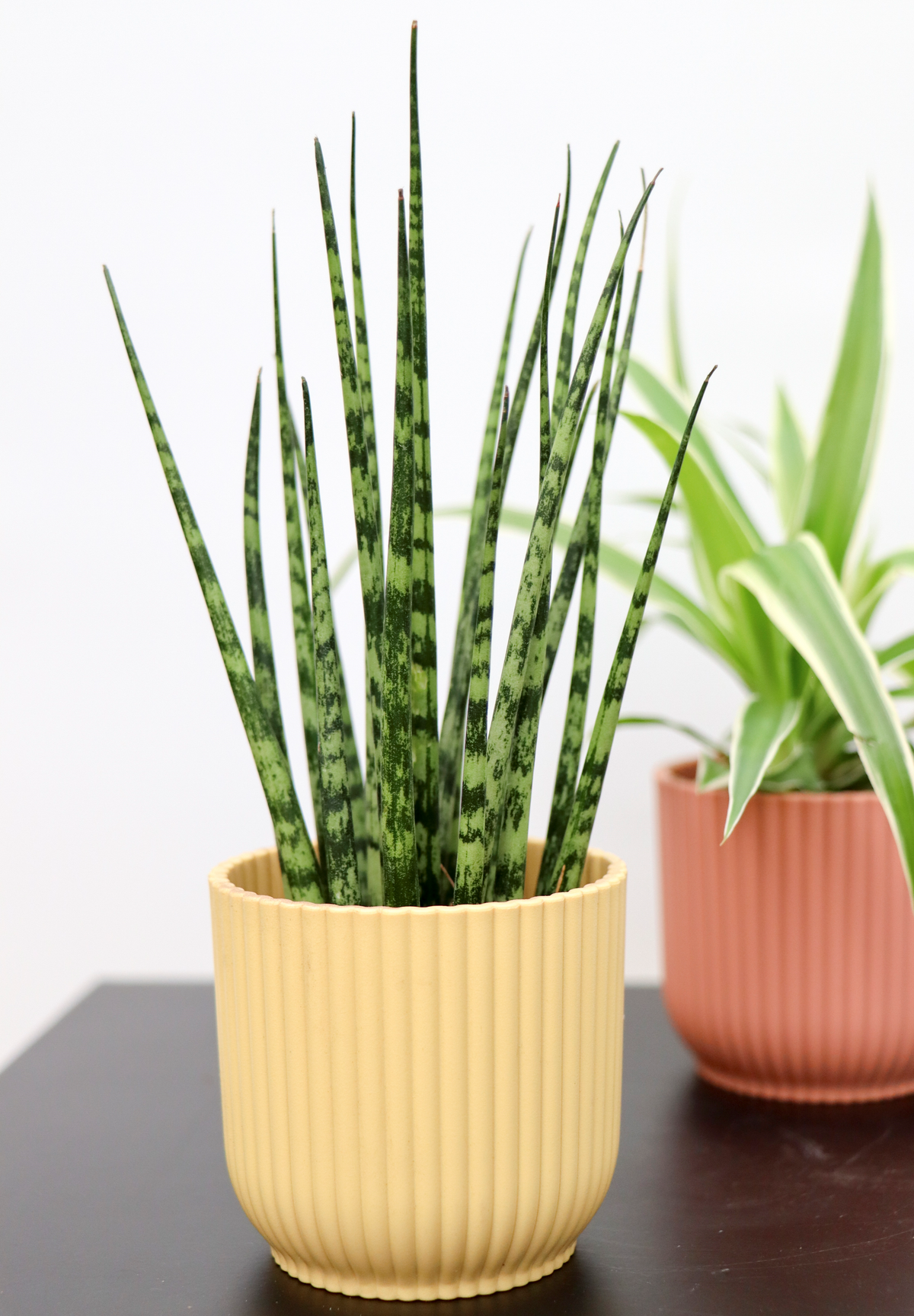Sansevieria fernwood mikado (Vrouwentong) (XS) inspiratie 2