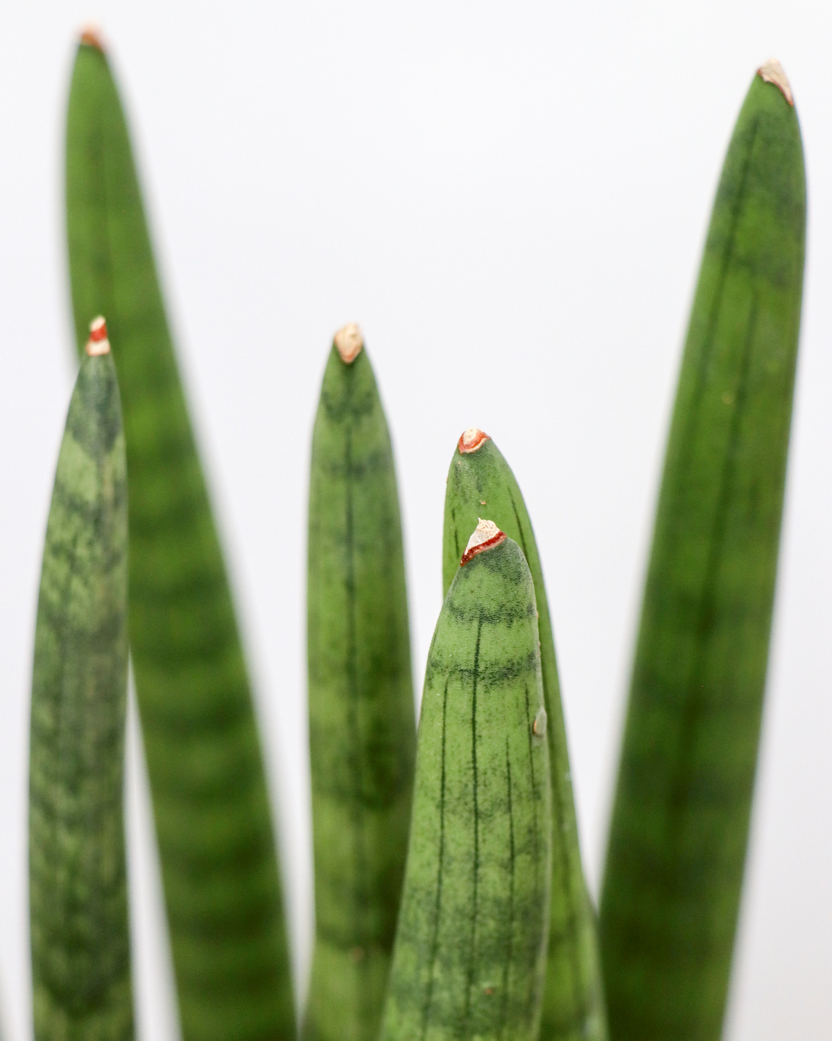 Sansevieria straight (Vrouwentong) inspiratie 4