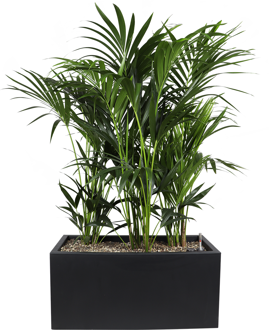 Kentia opgemaakt in Elho plantenbak